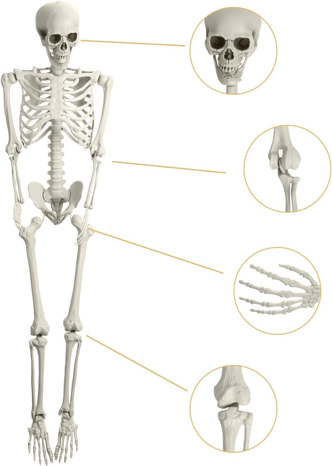 Halloween Skeleton Decoration 65inch Plastic Life Size W78252
