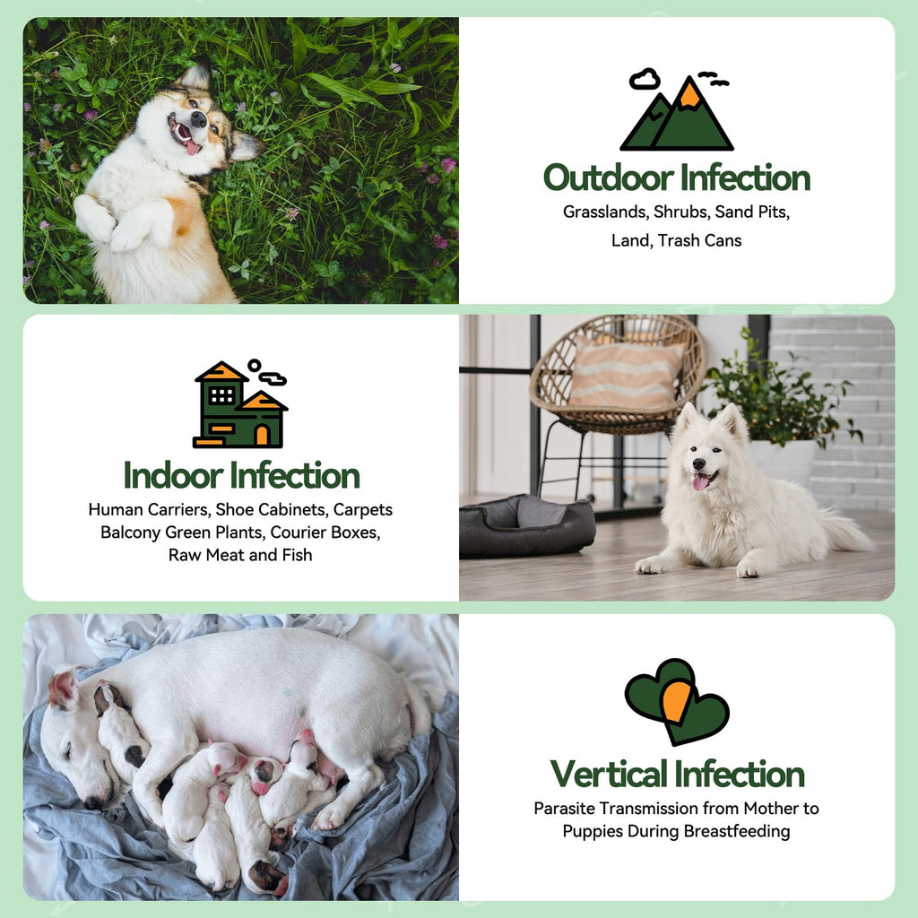 Flea and Tick Prevention for Dogs Q980114