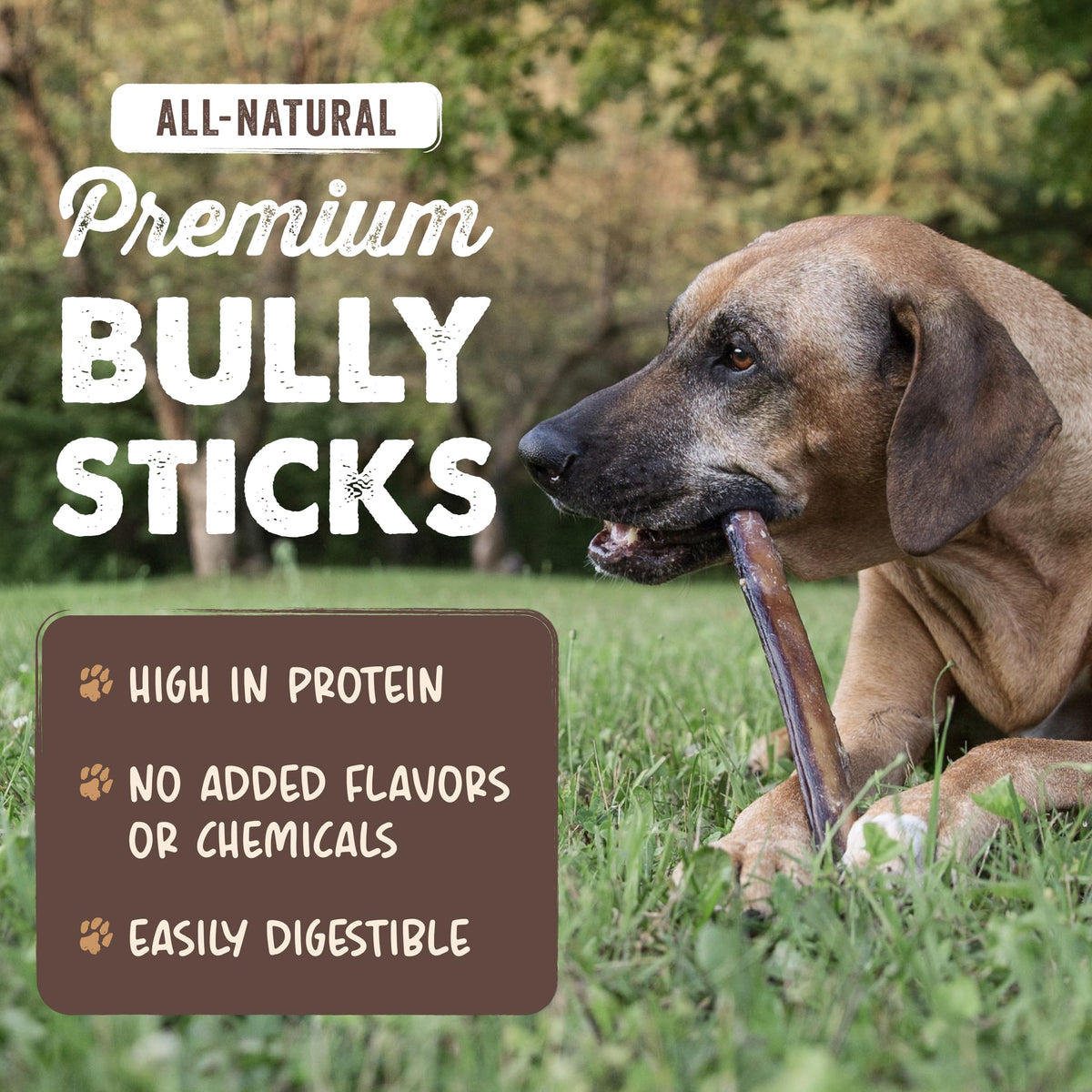 12" Bully Sticks Dog Chew O66369