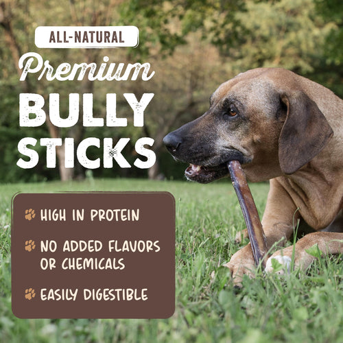 12" Bully Sticks Dog Chew O66369